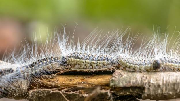 Leśnicy ostrzegają przed korowódką dębówką...