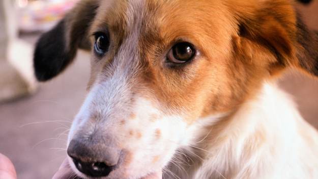 Tak pies pokazuje, że boli go brzuch. To ważne..