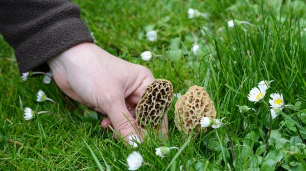Wyglądają jak plaster miodu i smakują obłędnie...