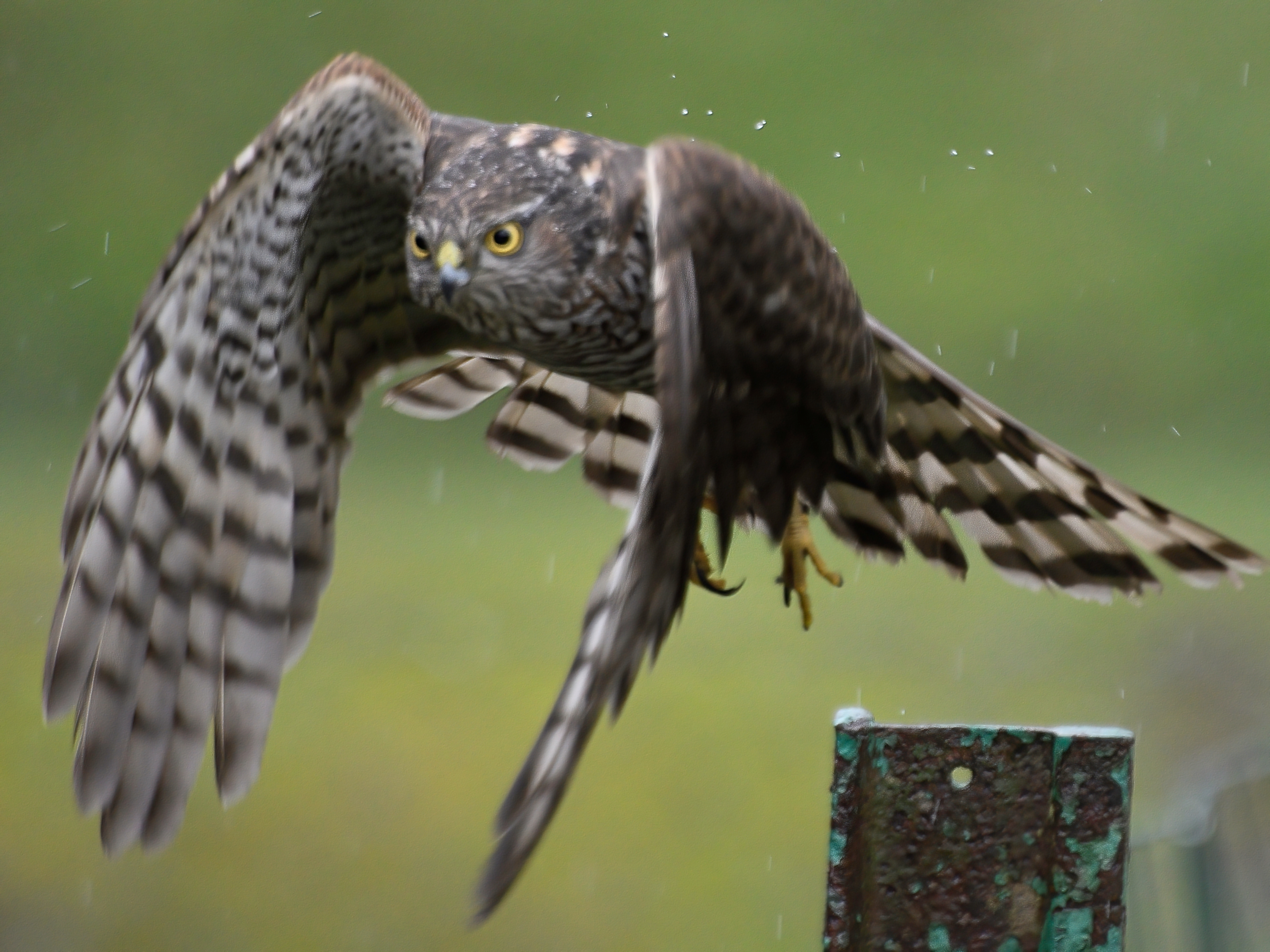 Jaki ptak zabija sikorki?