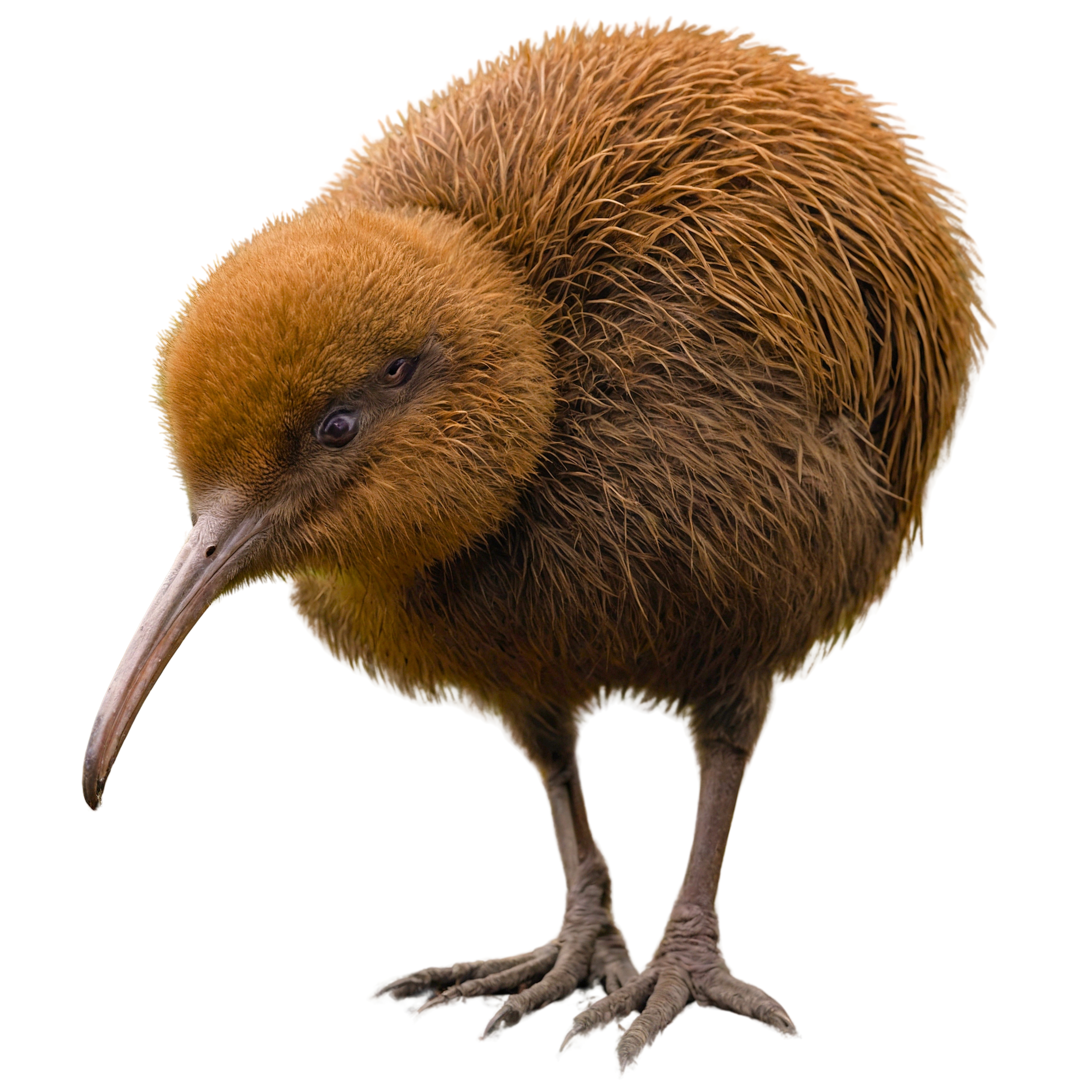 skąd nazwa kiwi